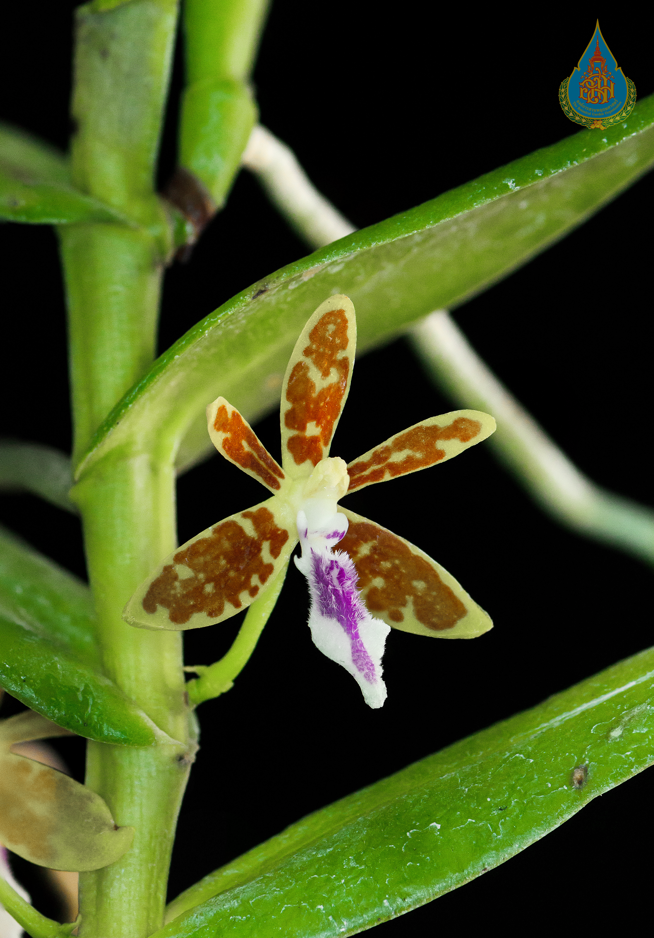 เสือสาคริก Trichoglottis seidenfadenii Aver.<br/>ORCHIDACEAE